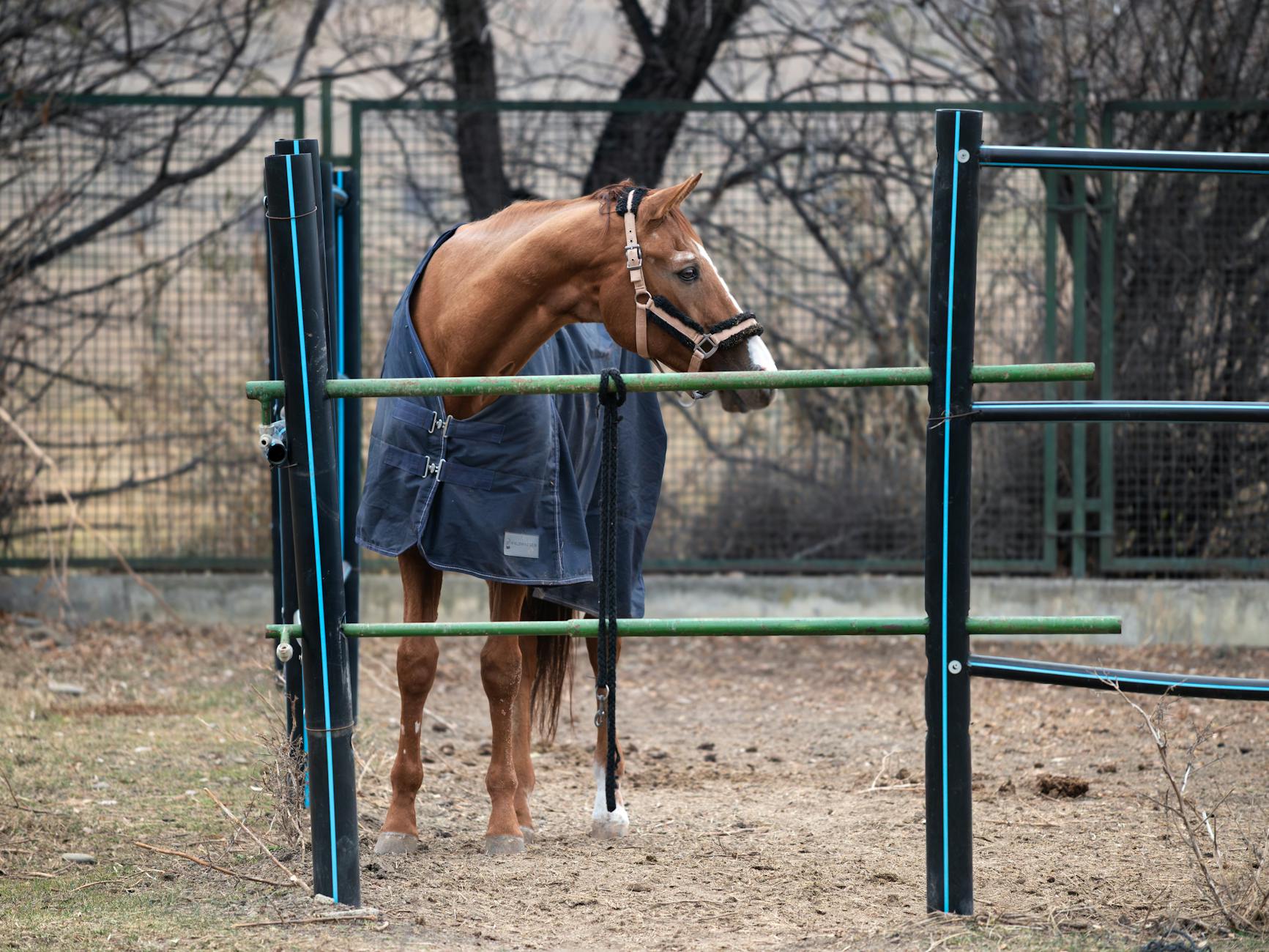 Kasztanowy koń w zimowej derce stojący na wybiegu